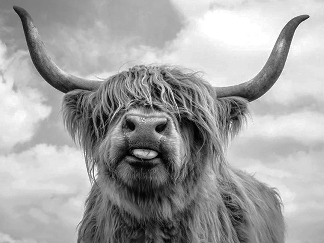 Highland Cow – Diamond Art Dezigns