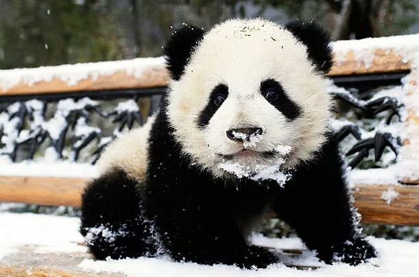 Snowy Panda